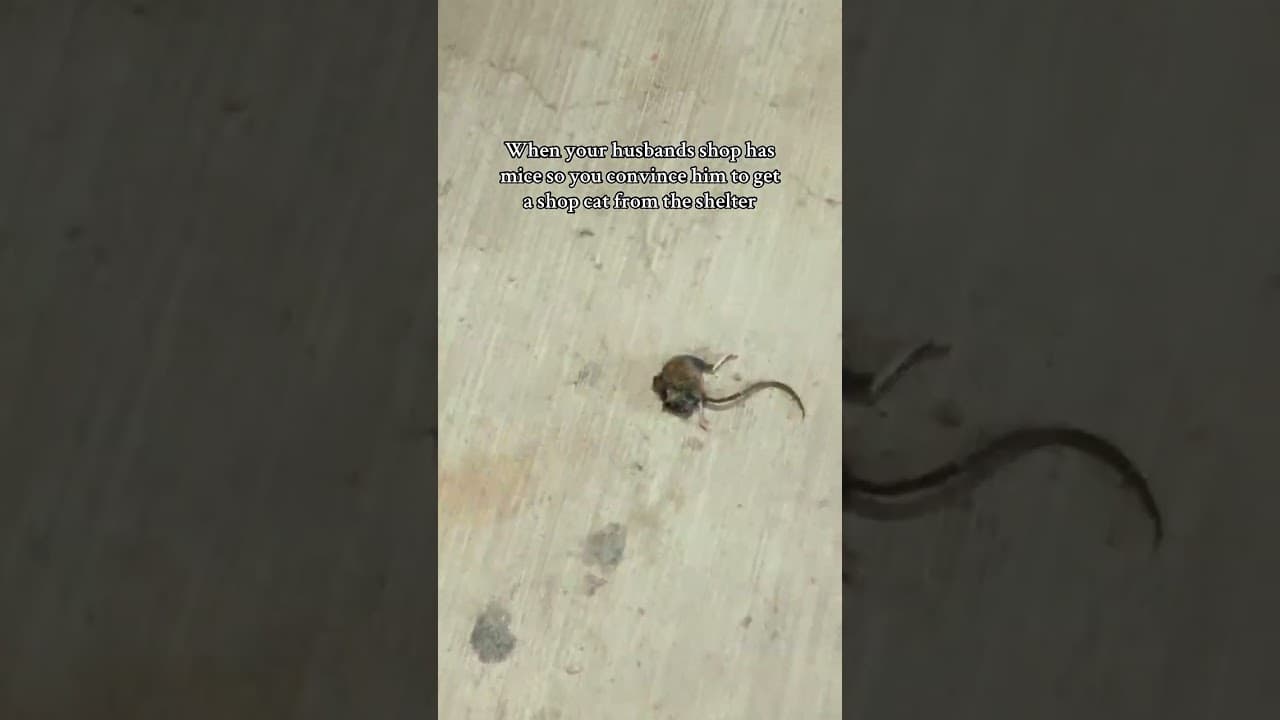 @zoeyperry: #feralcat #straycat #adoptstrays #rescuecat