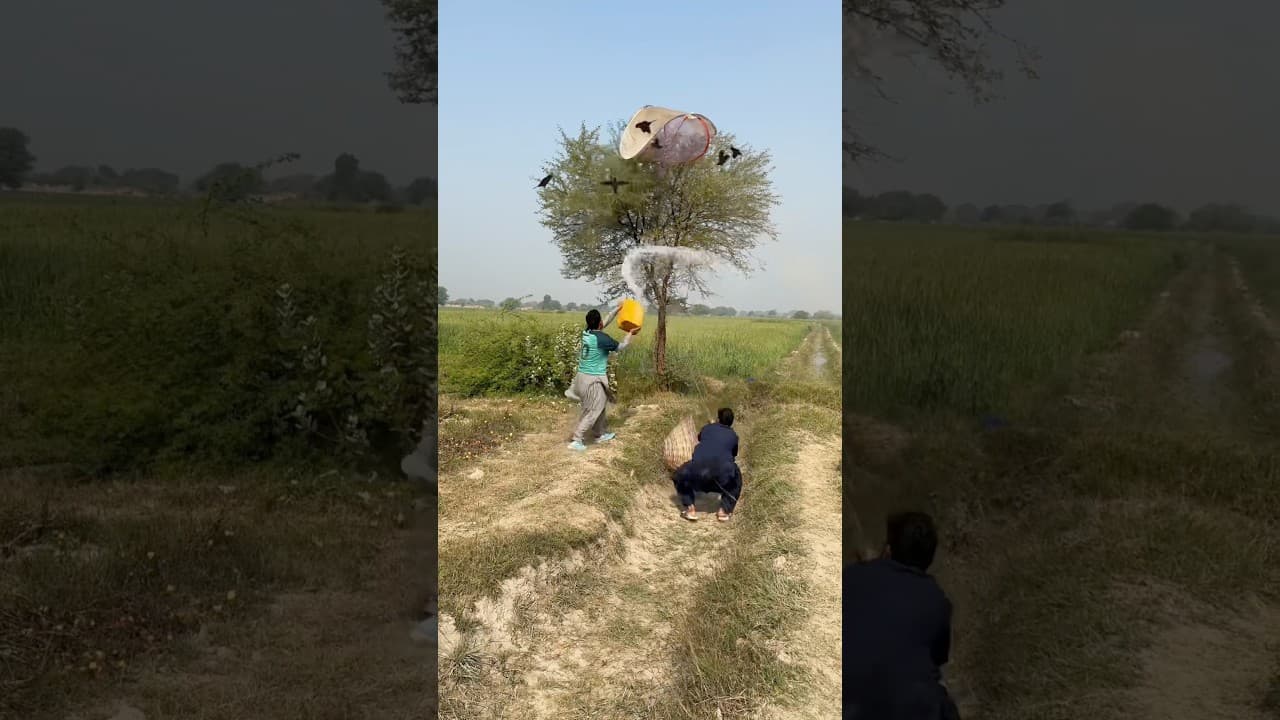 Hunting for black raven 🐦‍⬛#raven #black #farming #nest #hunting