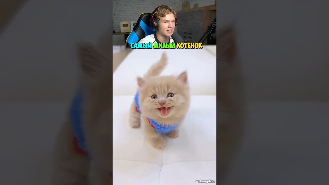 Самый МИЛЫЙ Котенок в Мире! 😍🐱 #shorts #шортс #кот #животные #интересно #котенок #милота #lisfox