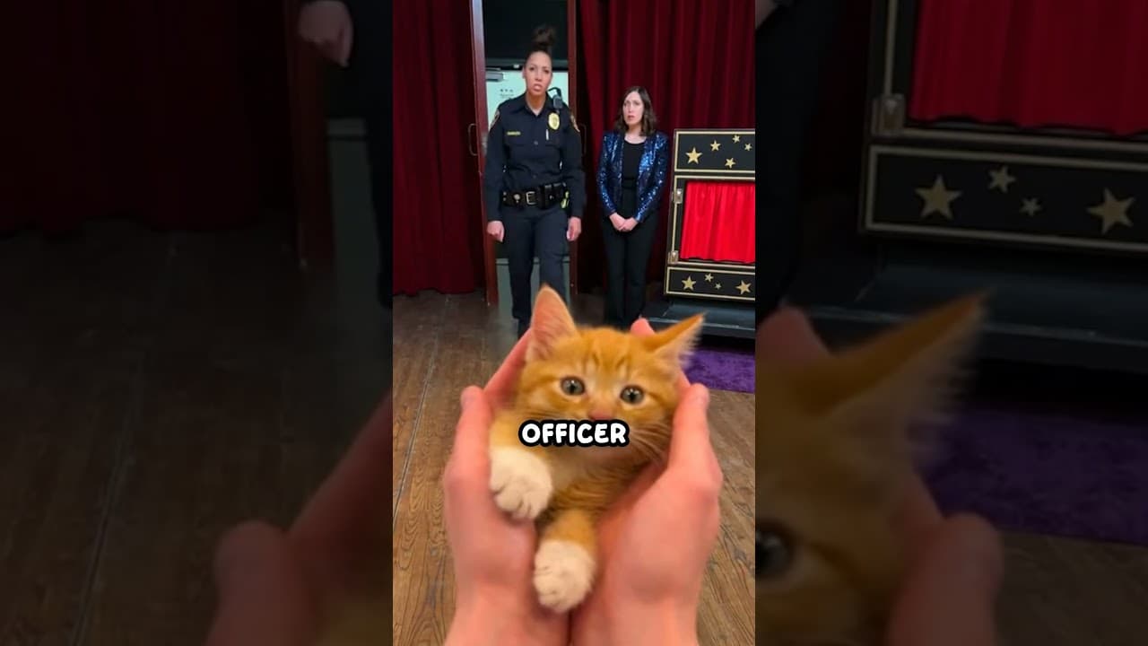 She trapped little kitten in magician's secret compartment for views 🎩✨😰