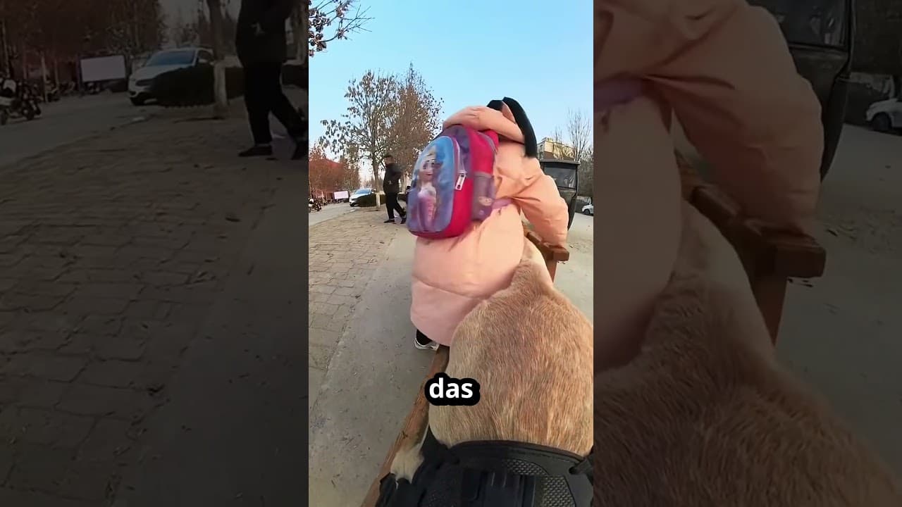 Der kleine Hund bringt immer seine Besitzerin sicher nach Hause 🐕 🏠