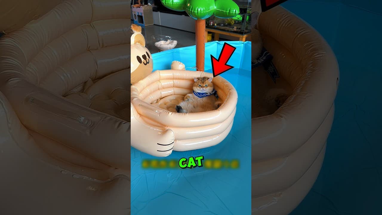 This Cat Overcame a FEAR of Being In Water