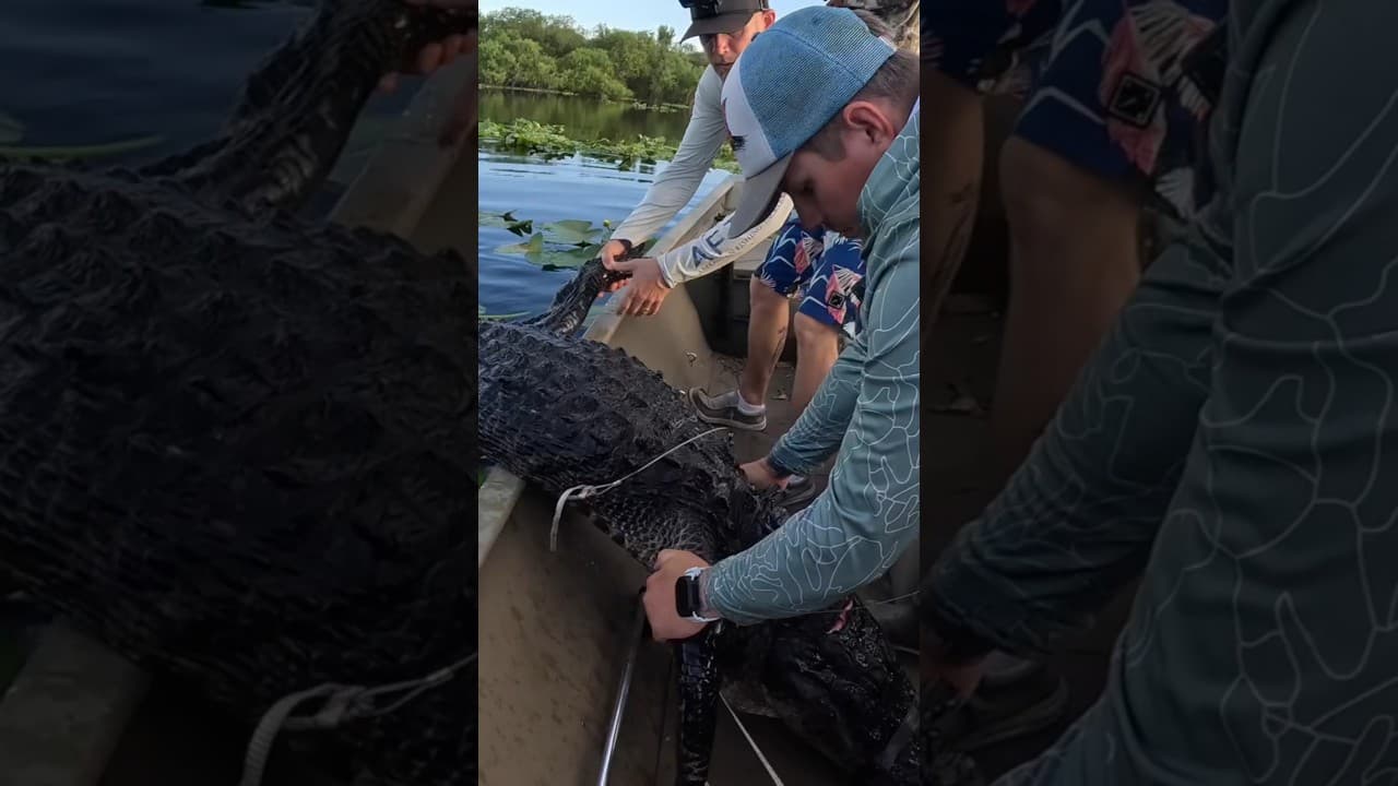 ALLIGATORS CAN EAT YOU!! #newsflash #swamppuppy #gator #attack #alligator #hunting #florida