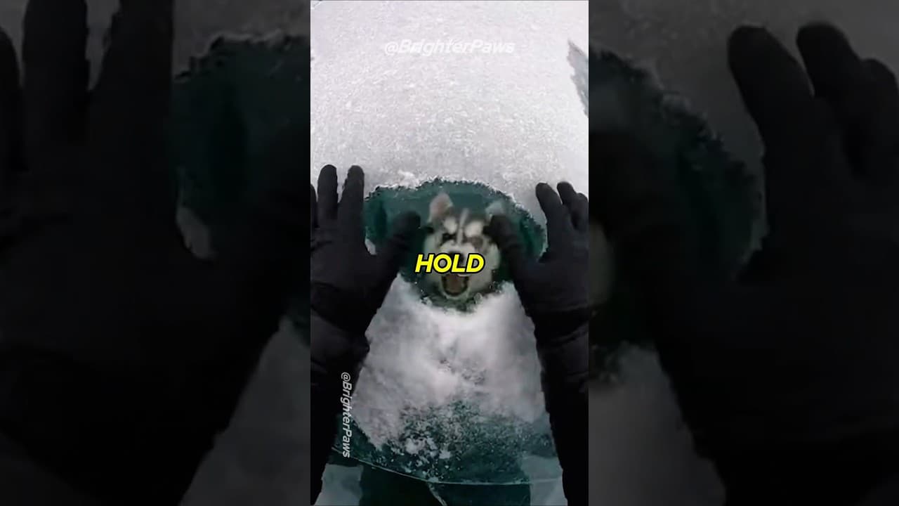 You Won't Believe What This Puppy Brought Me 🎁 #animalrescue #puppy #humanity