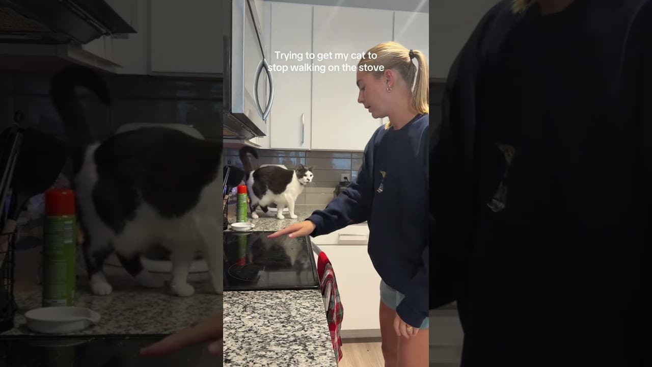 She's already burned herself once #cat #kitty #kitten #funnycats @annetteisabel