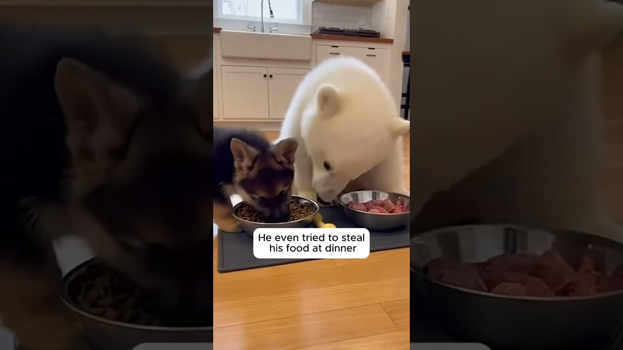 My Dog brought a new guest