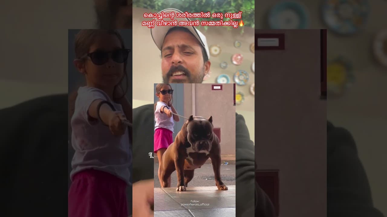 കൊച്ചിന്റെ ദേഹത്ത് അനാവശ്യമായി ആരെങ്കിലും ഒന്ന് കൈ വച്ചാൽ ഇവൻ ആരാണെന്ന് അവർ അറിയും 🔥🔥 #dog #doglife