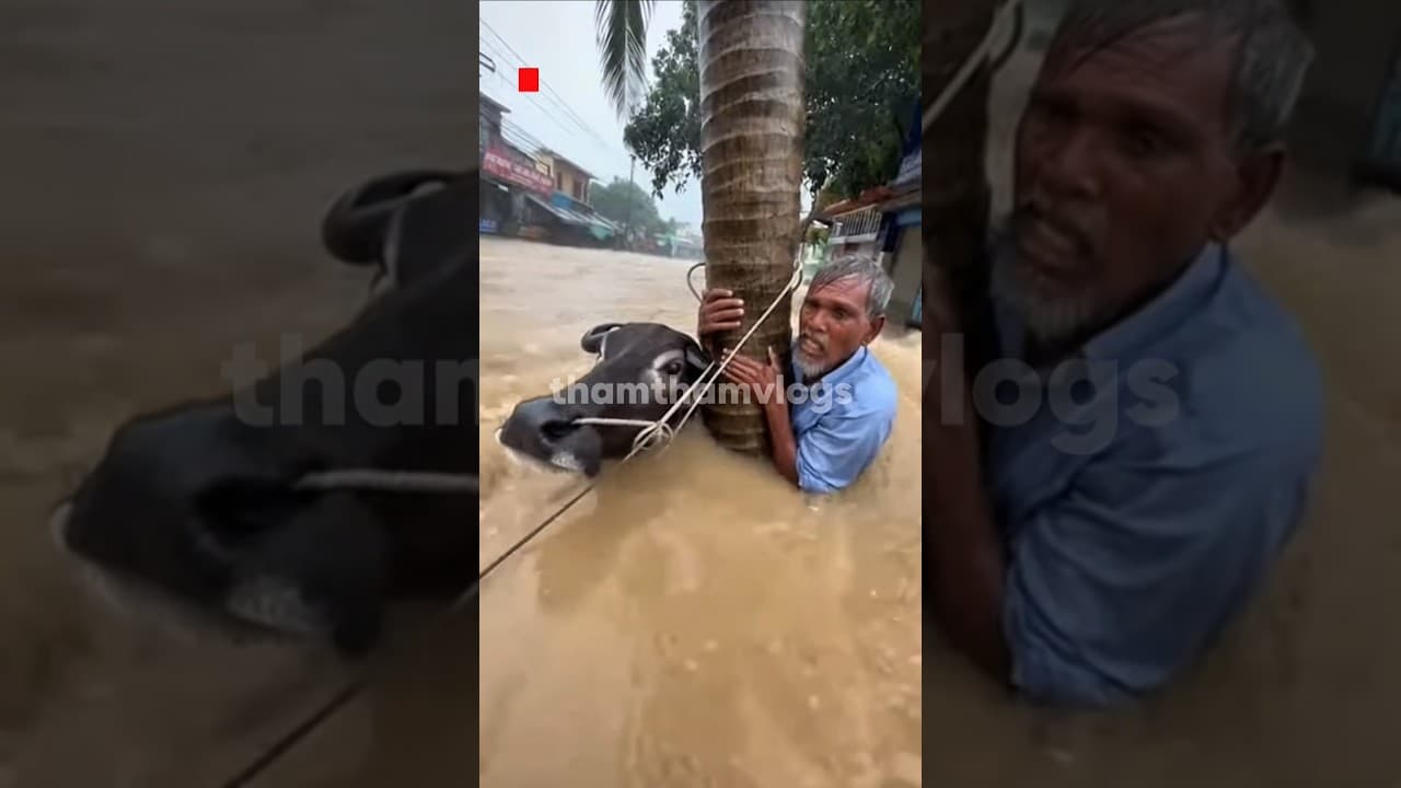 Buffalo Never Left His Owner #rescue #flood #buffalo #thailand #typhoon #ai