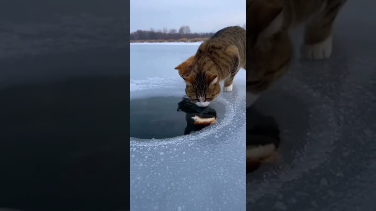 Why Did This Cat Bring Bread to a Frozen Lake?この猫はなぜ凍った湖にパンを持ってきたのか？