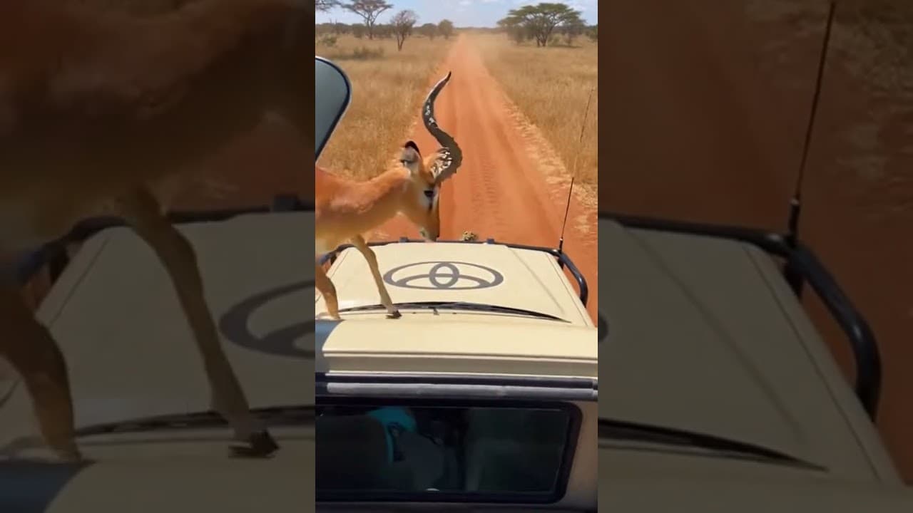 Impala escapes leopard 🤯🐆 by jumping on our car! #SafariDrama #WildlifeRescue #Africa