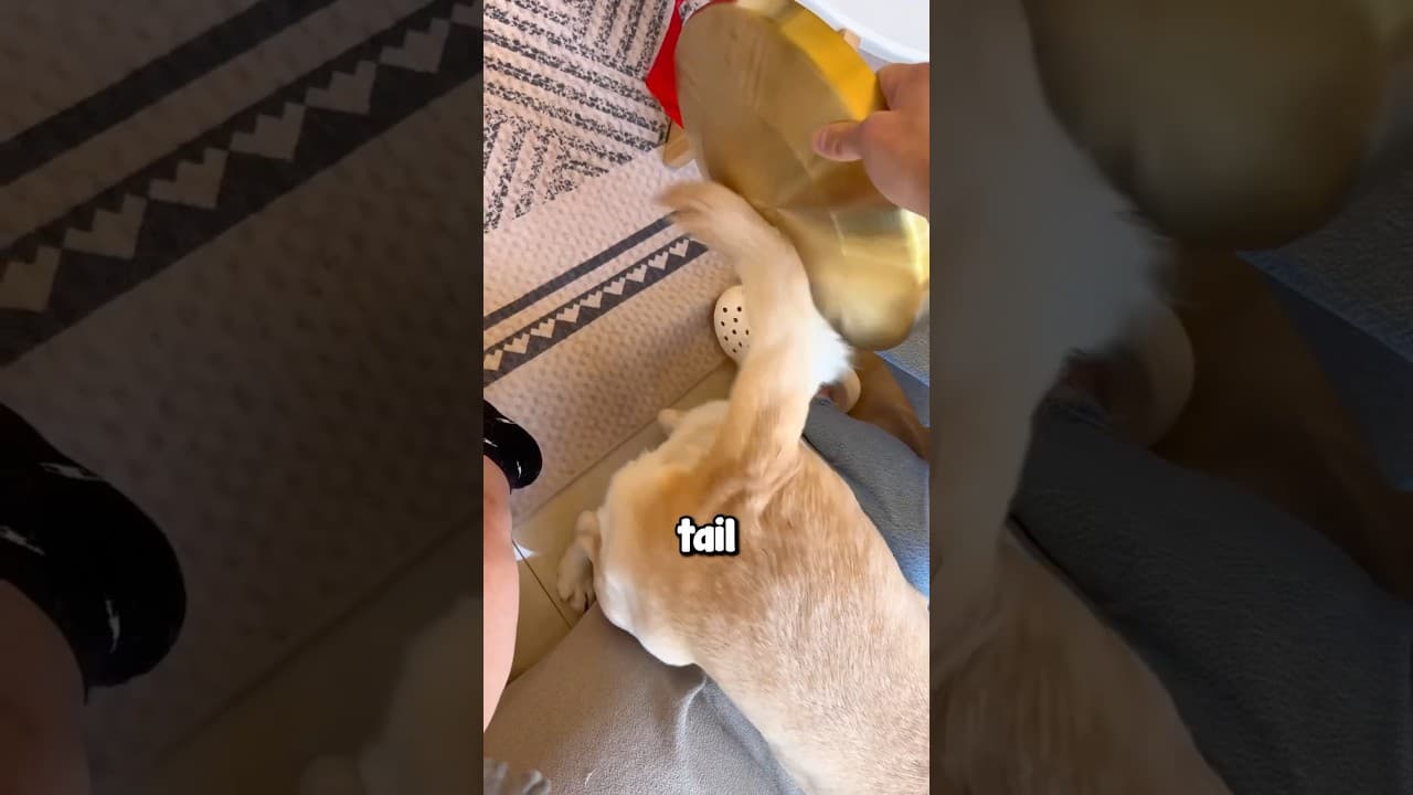 Dog With The Strangest Tail 😱😂
