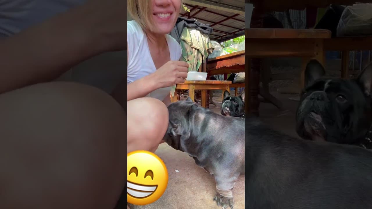 27  หาแนวกินอีกแล่ว😁 #คนรักหมา #ทาสหมา #pets #reelsviralシfb