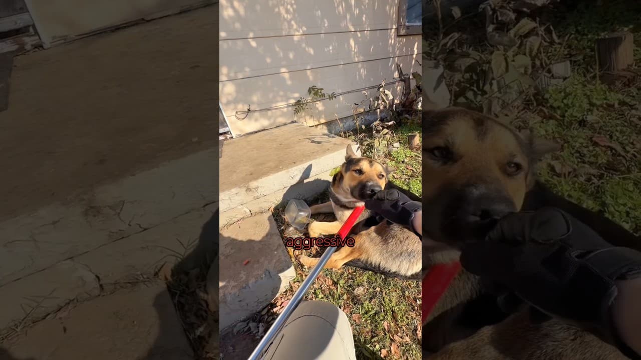 someone reported this dog