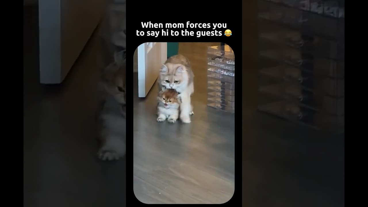 Happens To The Best of Us 😂 #funny #hopecore #hopelesscore #cat