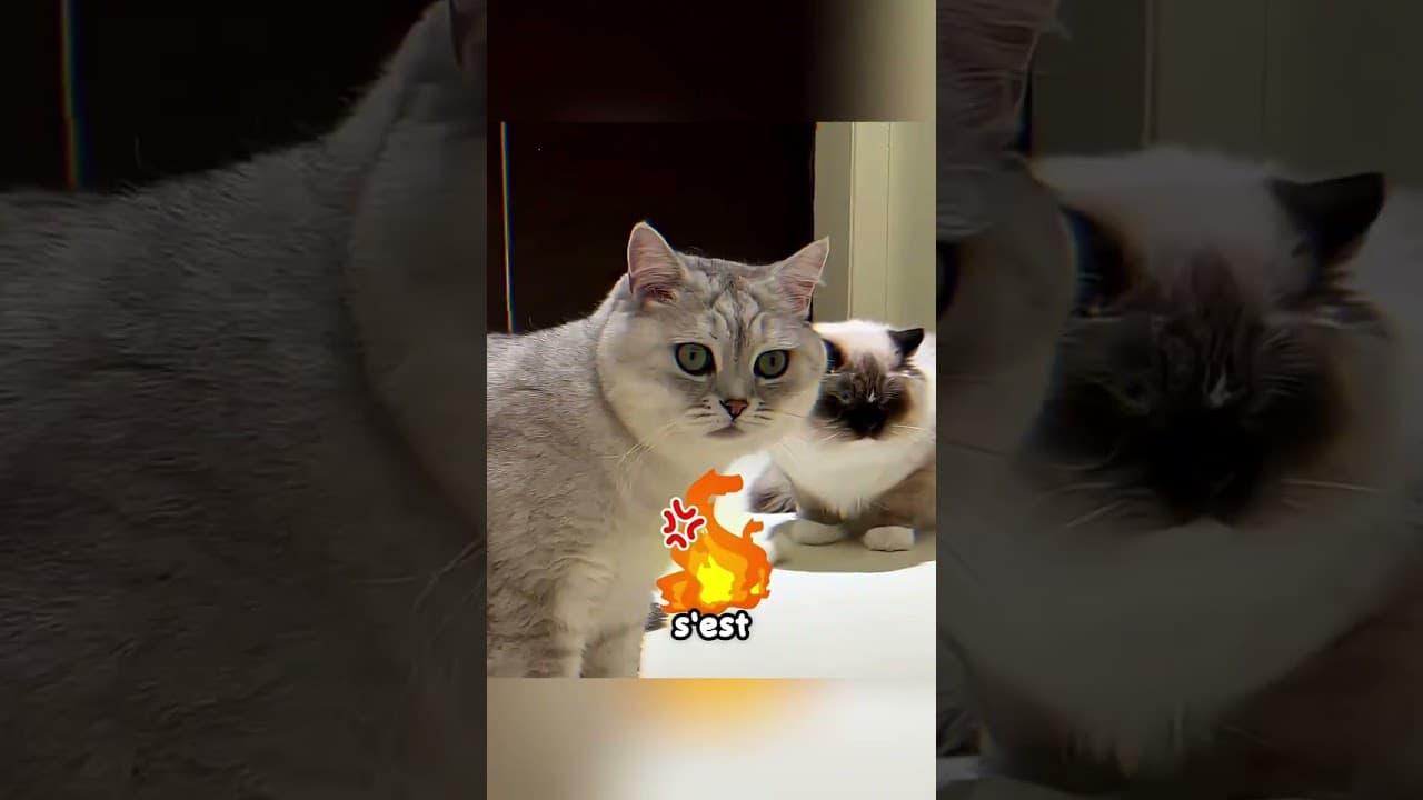 Ce chat a perdu ses "bijoux"… alors sa maîtresse a trouvé une idée folle 😂❤️ #shorts