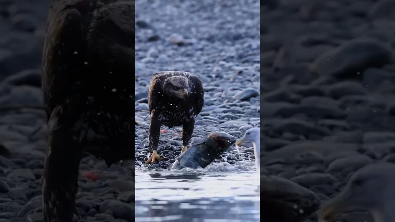 Surah Al Ikhlas #quranrecitation #duet #nature #viralvideo #birds #qurantilawat