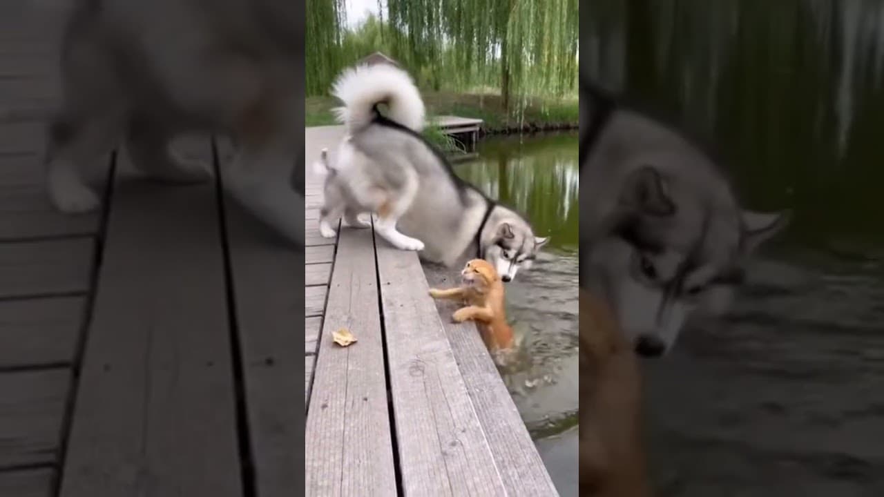 HUSKY THROWS CAT! 🐕💦 Into the Pond (Saves Puppy)｜고양이 물에 덩크슛! 🐕🏀 연못에 던져버린 허스키｜猫を池にポイッ！🐕🌊 ハスキーの豪快な復讐