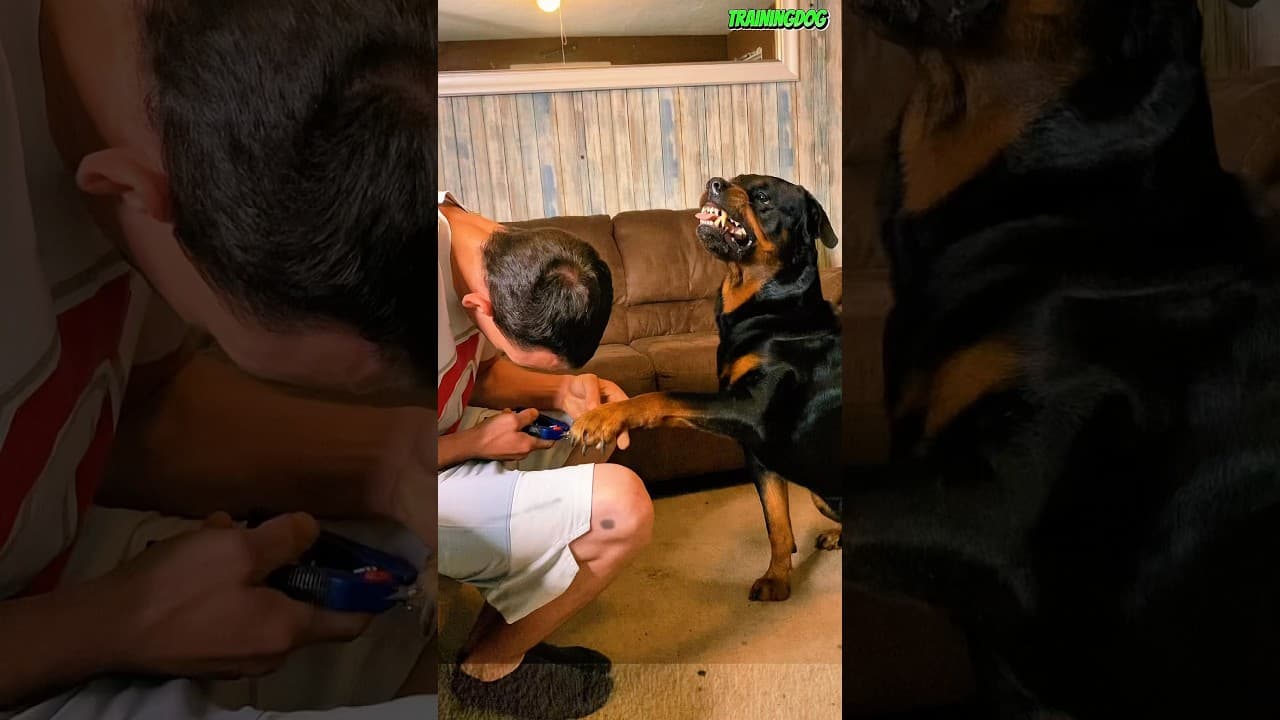🐕🔥Harder Than Training a Dog? #dog #rottweiler #dogs #k9 #dogtraining