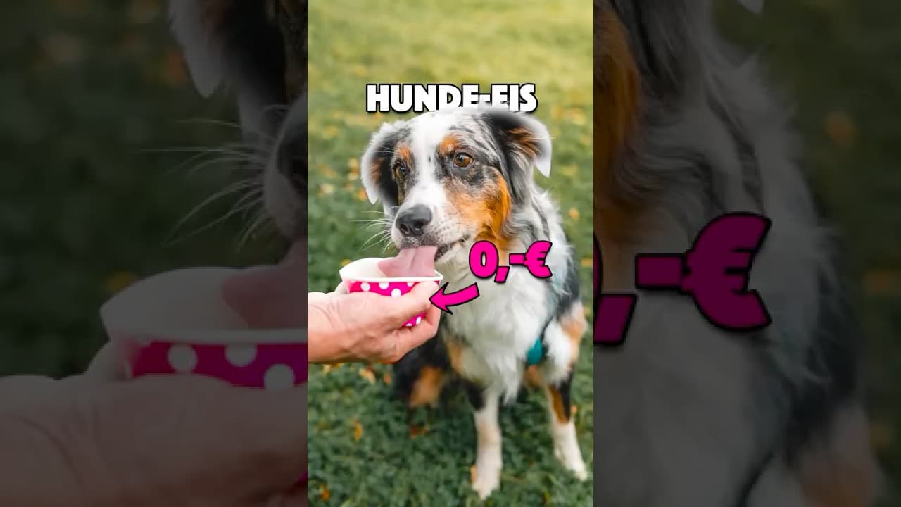 Ich habe HUNDE-EIS verkauft und ______€ verdient! #hund #hundeeis #eis #vlog