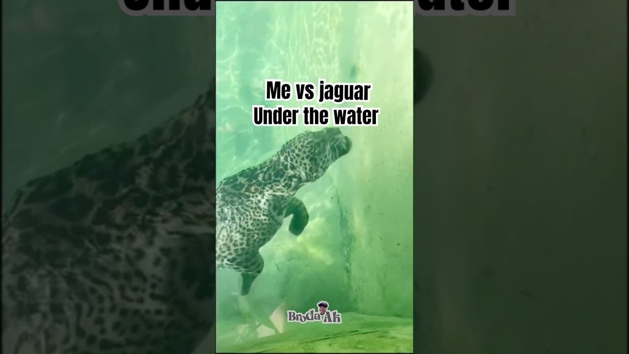 You wouldn’t believe what this jaguar did to me under the water