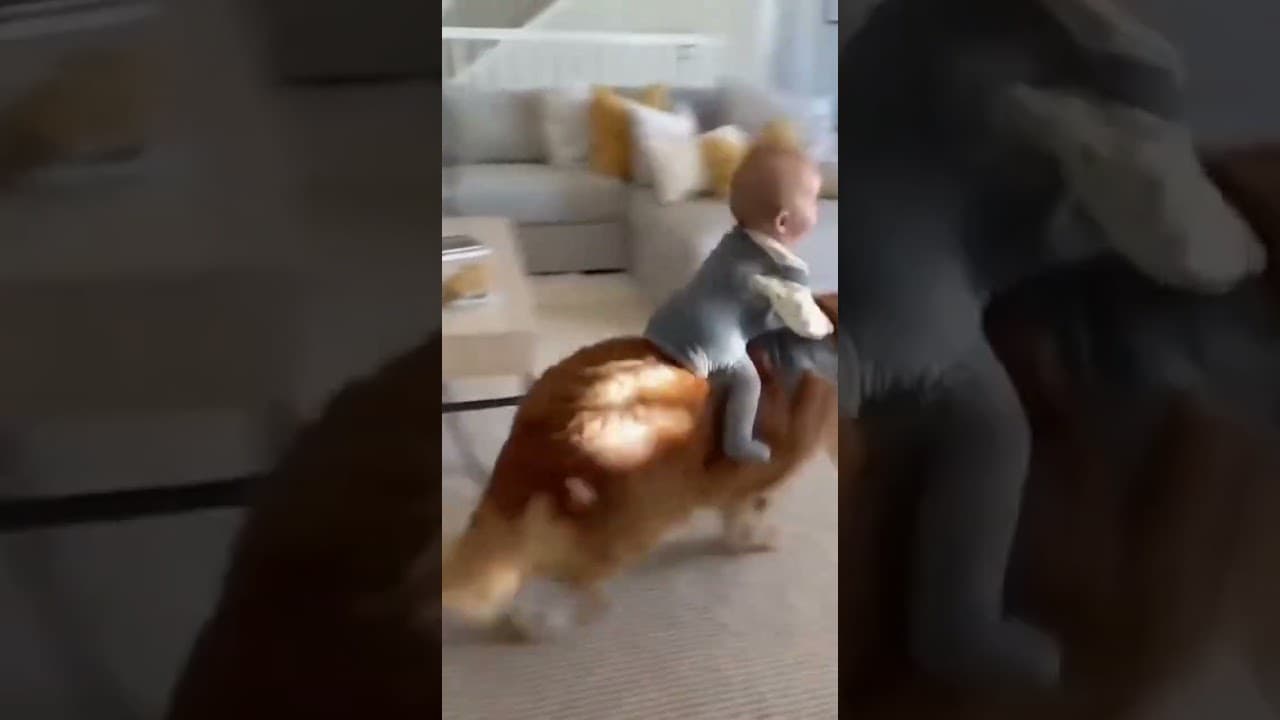 Ecco un bel video per le "mammine" dei cani! Cane cresciuto da solo in casa al caldo!