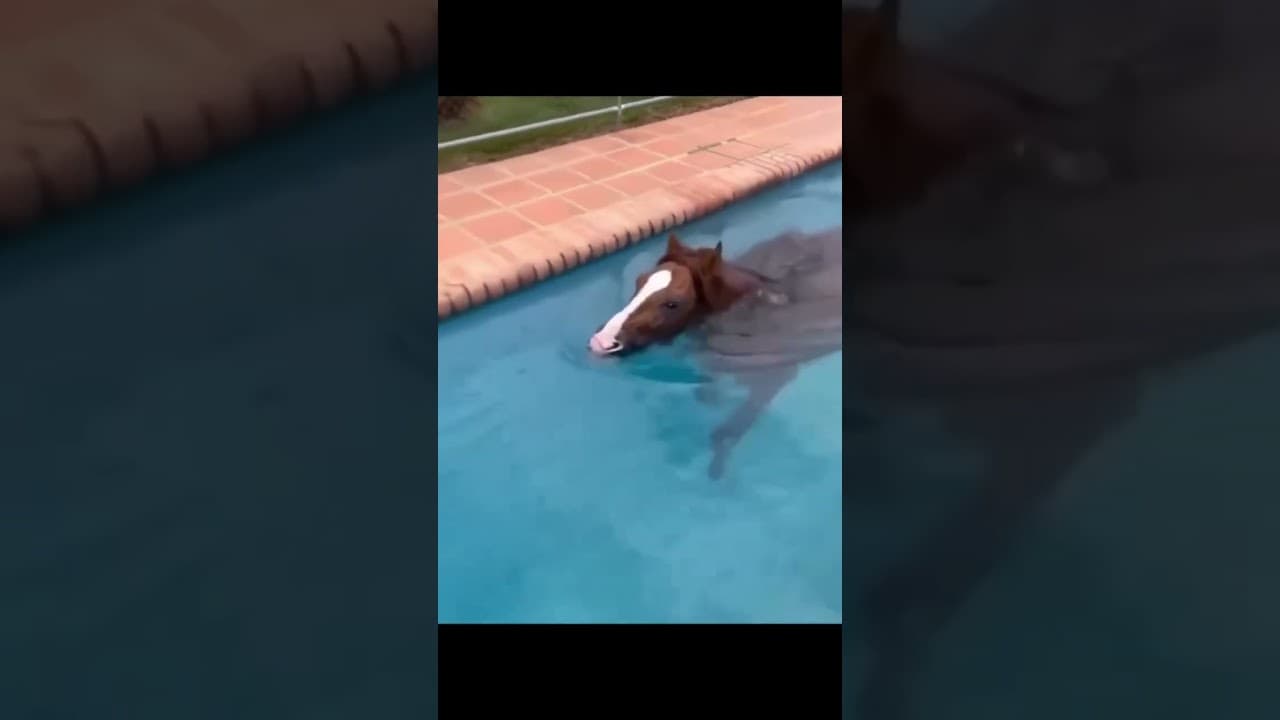 Piscina pra cavalo #piscinapracavalo