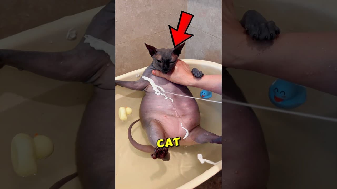 This Cat Loves RUBBING His Body Against The Wall 😸💜 #shorts