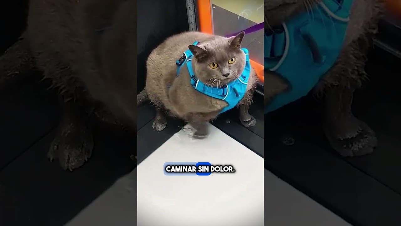Así Entrenan A Los Gatos Para Perder Peso ❤️ #shorts