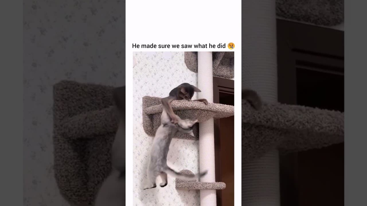 Dark Gray Cat Vs Light Gray Cat
