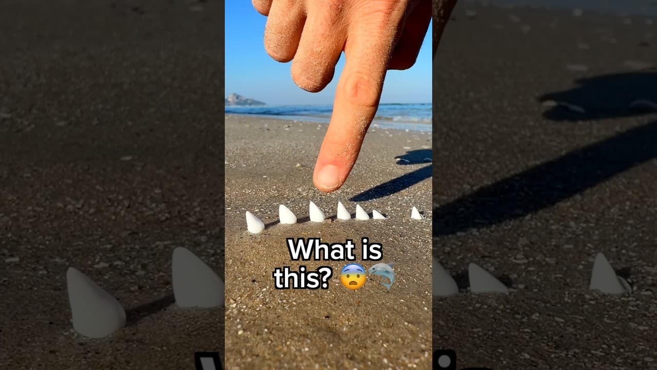 Look what I found on the beach! 😨