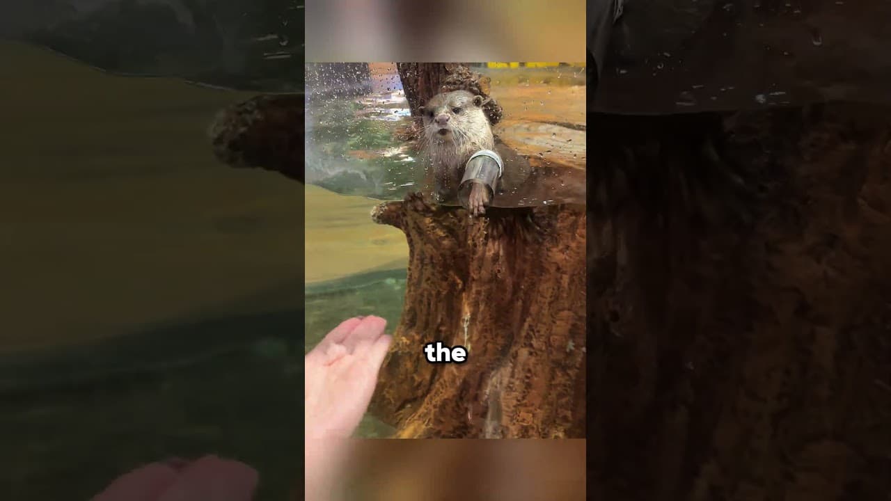 #funnyeffect