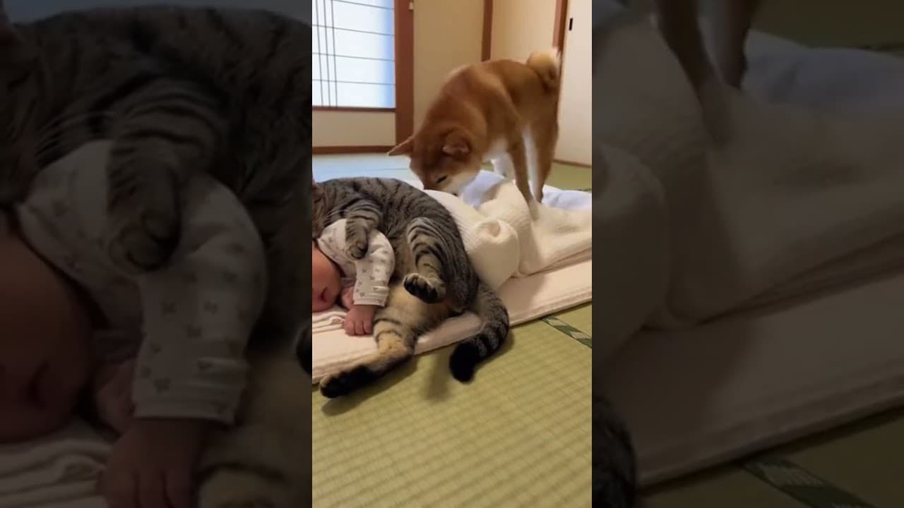 ﾈｯｺ「よっこらしょ（ﾌﾞﾎﾞｯ」ｲｯﾇ「強制排除しにきたでー」　#shorts