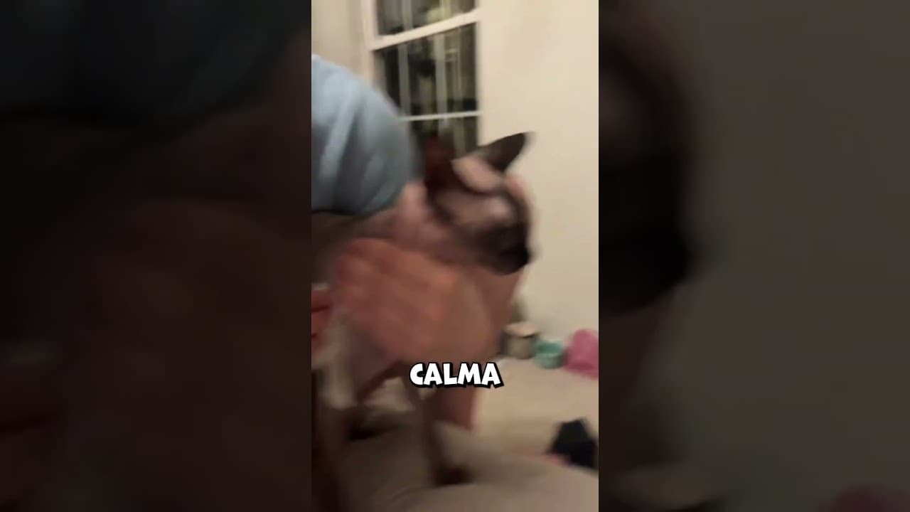 El gato esfinge con tatuaje sorprendió a todos #shorts