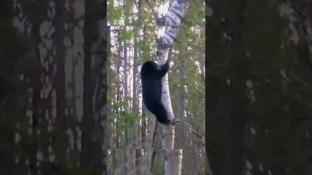 "Bear Climbs Tree After Arrow Shot 😱?❓ #bearcall #hunting #hunthowdown #wildlife #bearhunting