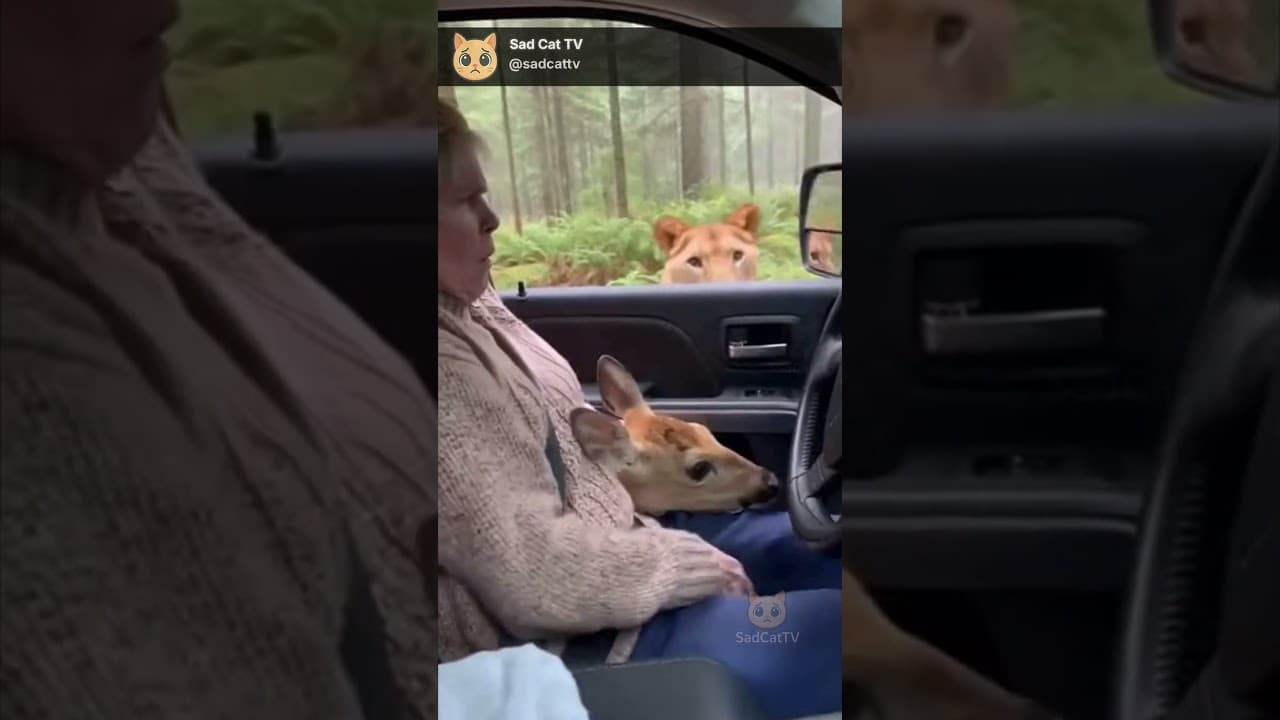Deer Tries to Enter Vehicle... 😱 Grandma Slams Door Before Tiger Approaches!