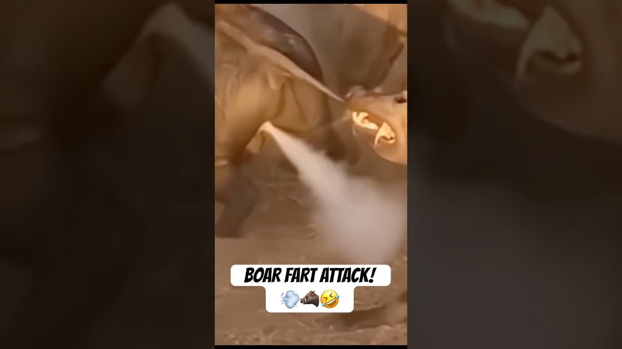 The Boar’s Secret Weapon: Fart Defense Against Hyenas! 🤣🐗🛡️