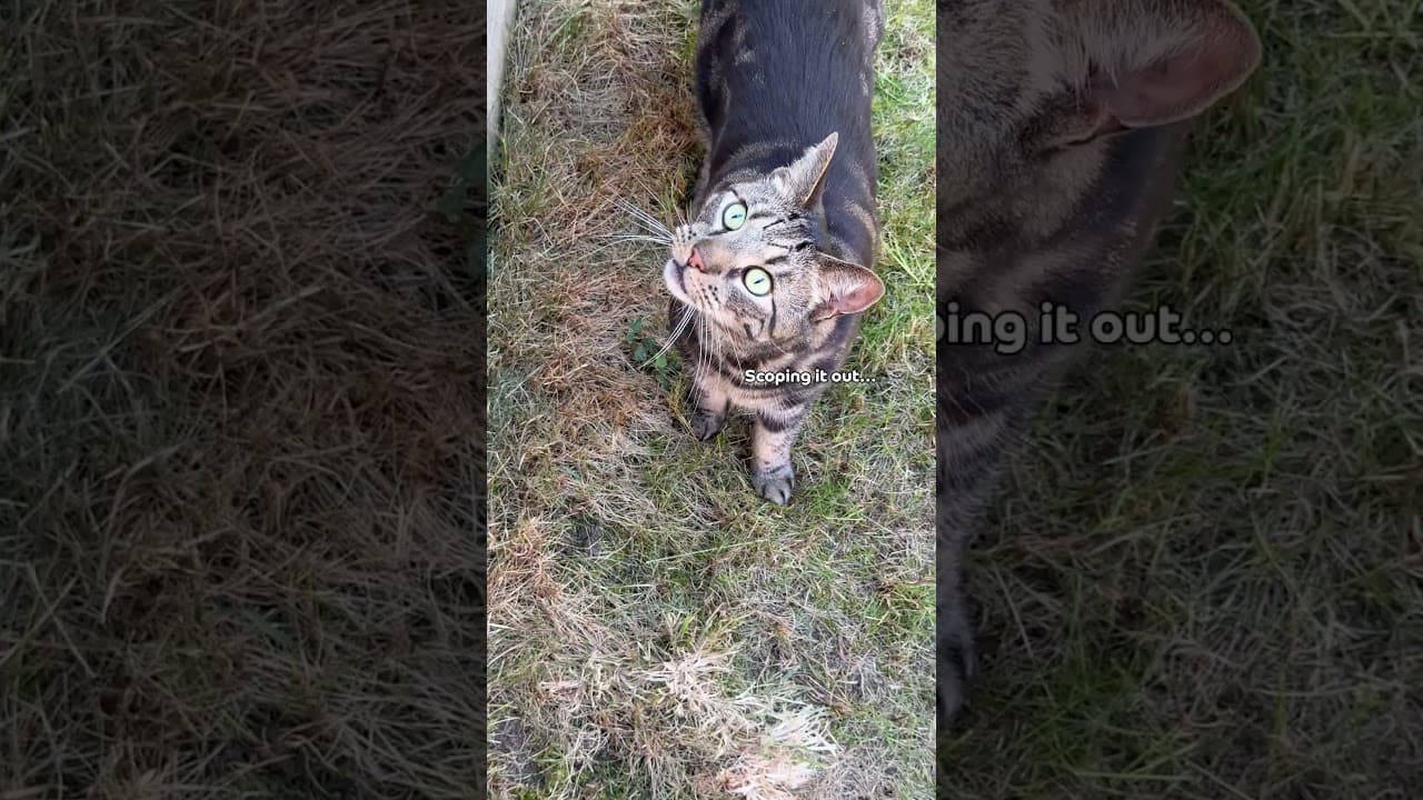 🐈 Let's find out if Cat Fencing really works... #catfencing #catproofgarden #cats