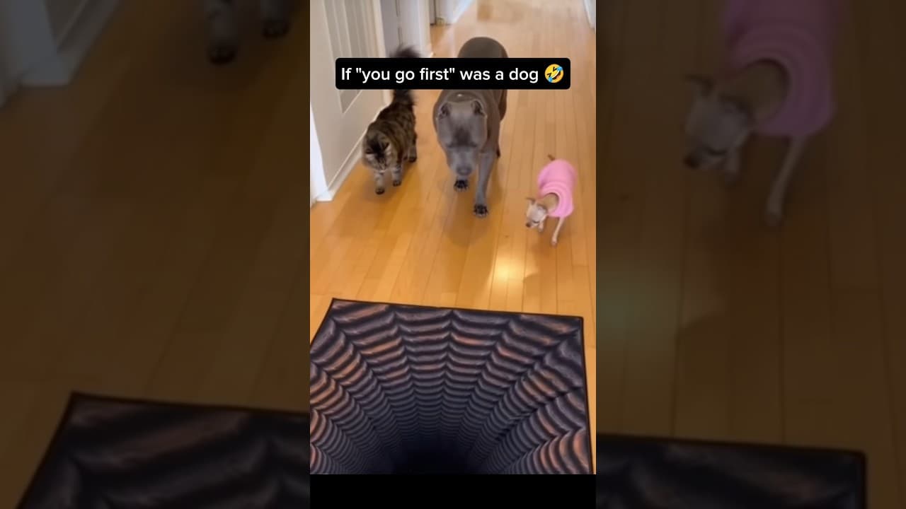 This Rug vs Pets 🫣🤣