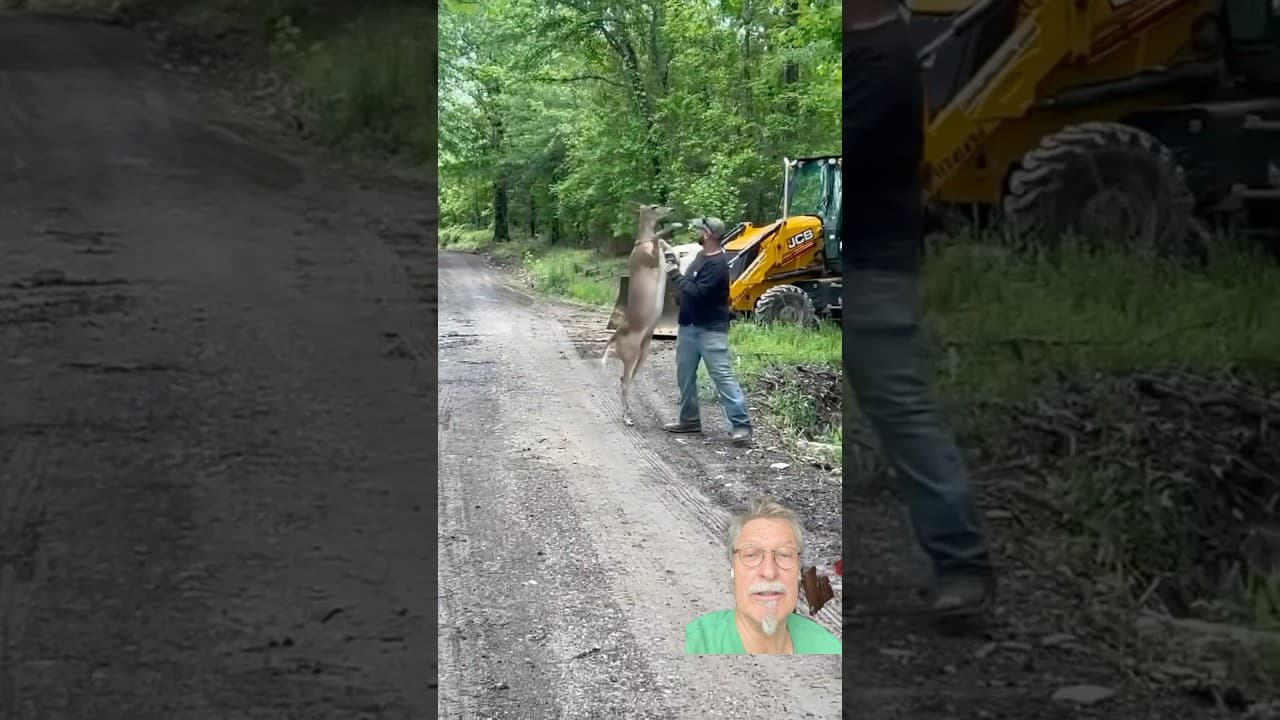 Get out of my woods #wildlife #nature #fighting #dear #bambi #funny #viral #ecodefense