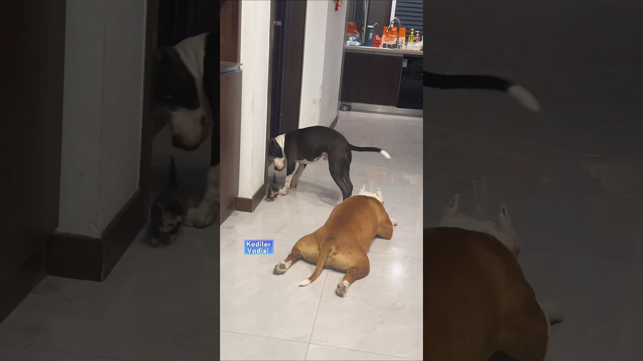 Kimseye eyvallahı olmayan korkusuz yavru kedi yoluna devam etti ❤️ #kedi #cat #kedilervadisi