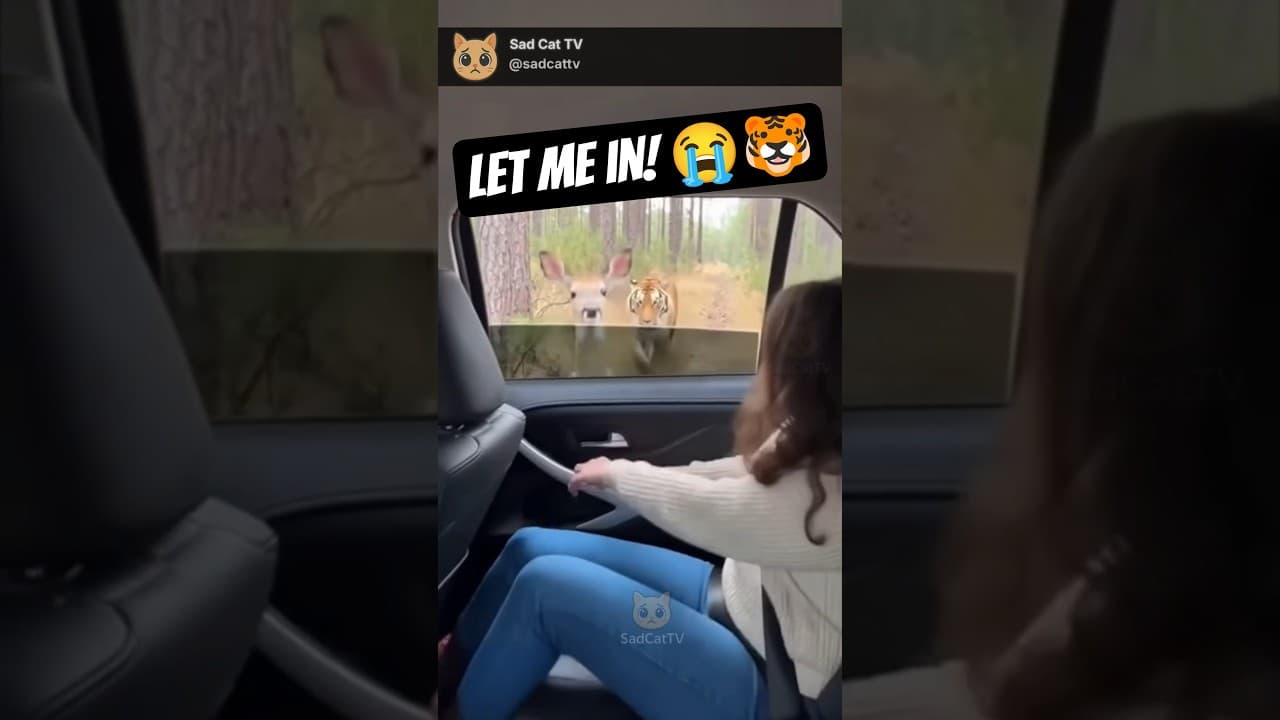 Deer Leaps Through Car Window... Just Before It Closes to Escape TIGER! 😱🦌