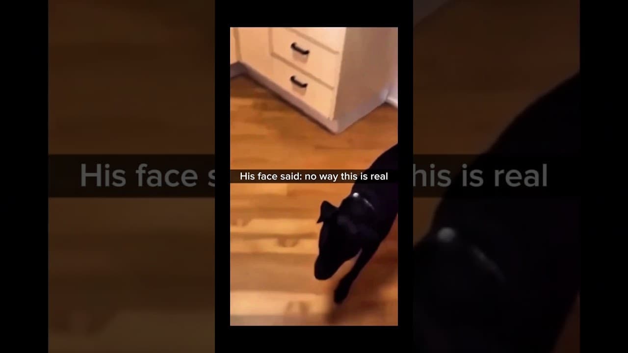 Subscribe for more inspiring content!#animalvideos#funnydogs#animalsmemes
