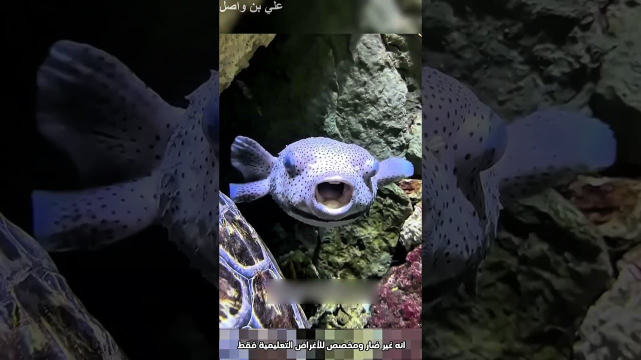 هذا الرجل يسبح في البحر بطريقة جميلة