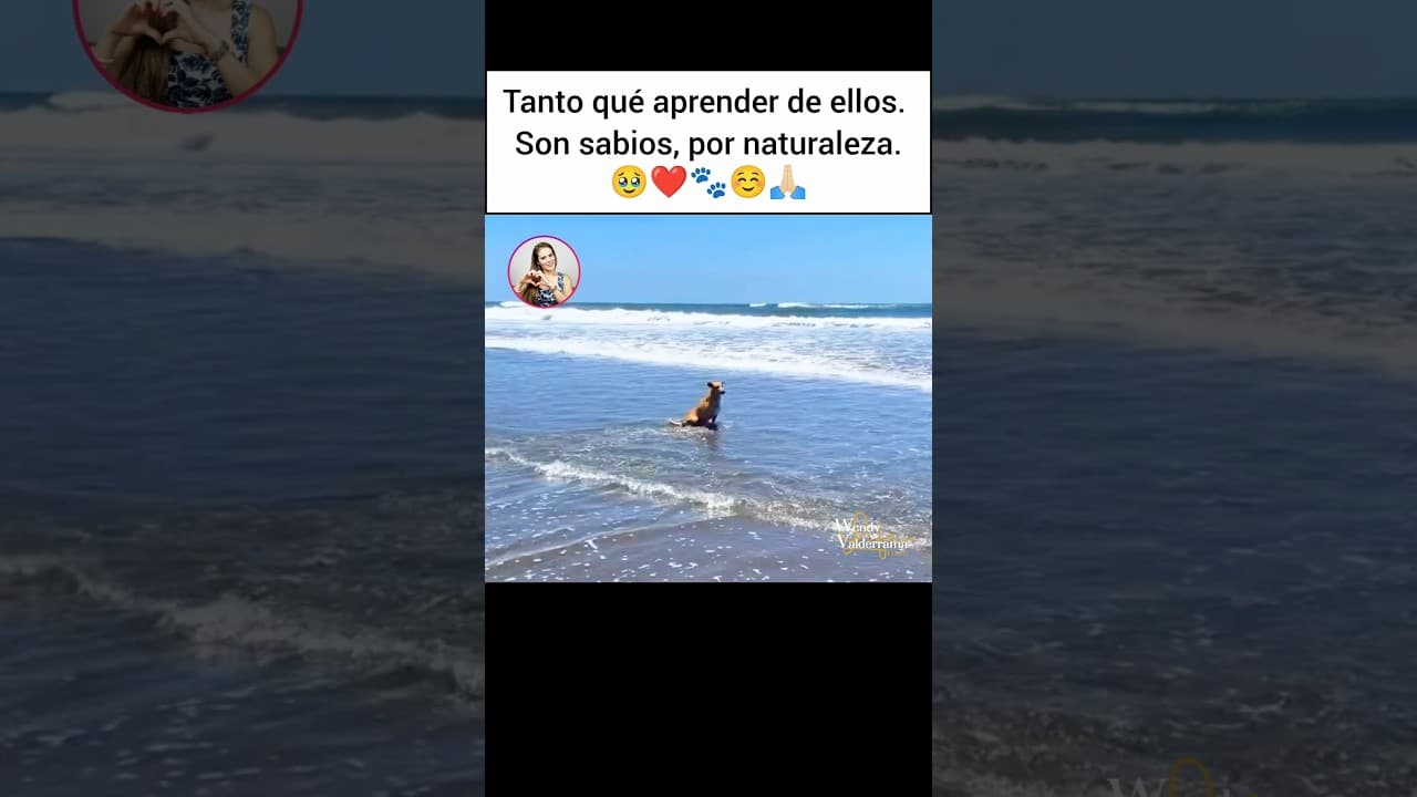 🥹❤️Yo quiero esa serenidad suya.🐾🥰#amor #love #pets #doglover #perros #god #dios #dog #dios🙏🏻