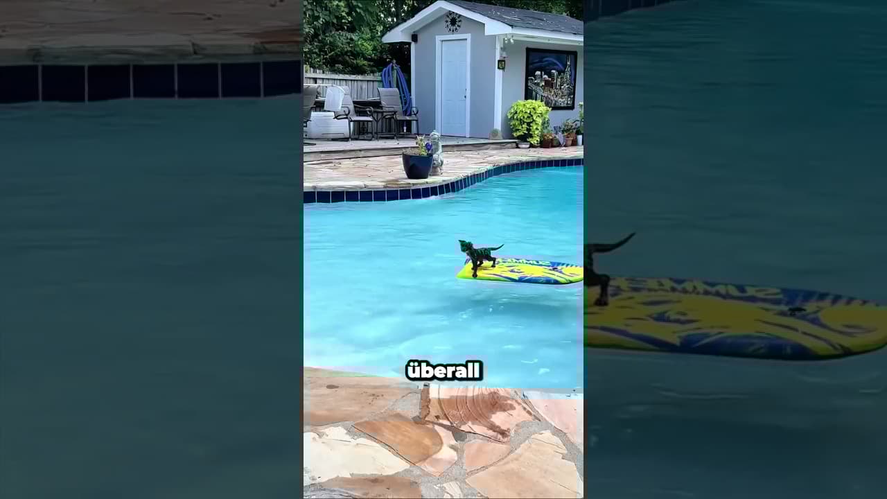 Das mutige Kätzchen😻