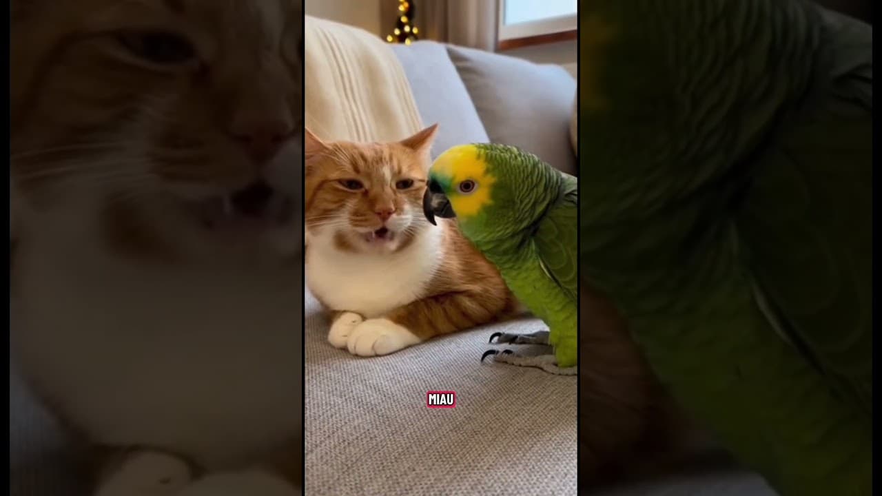 Kannst du kein Deutsch? 😂 #papagei #funny #lustig #witzig #shorts