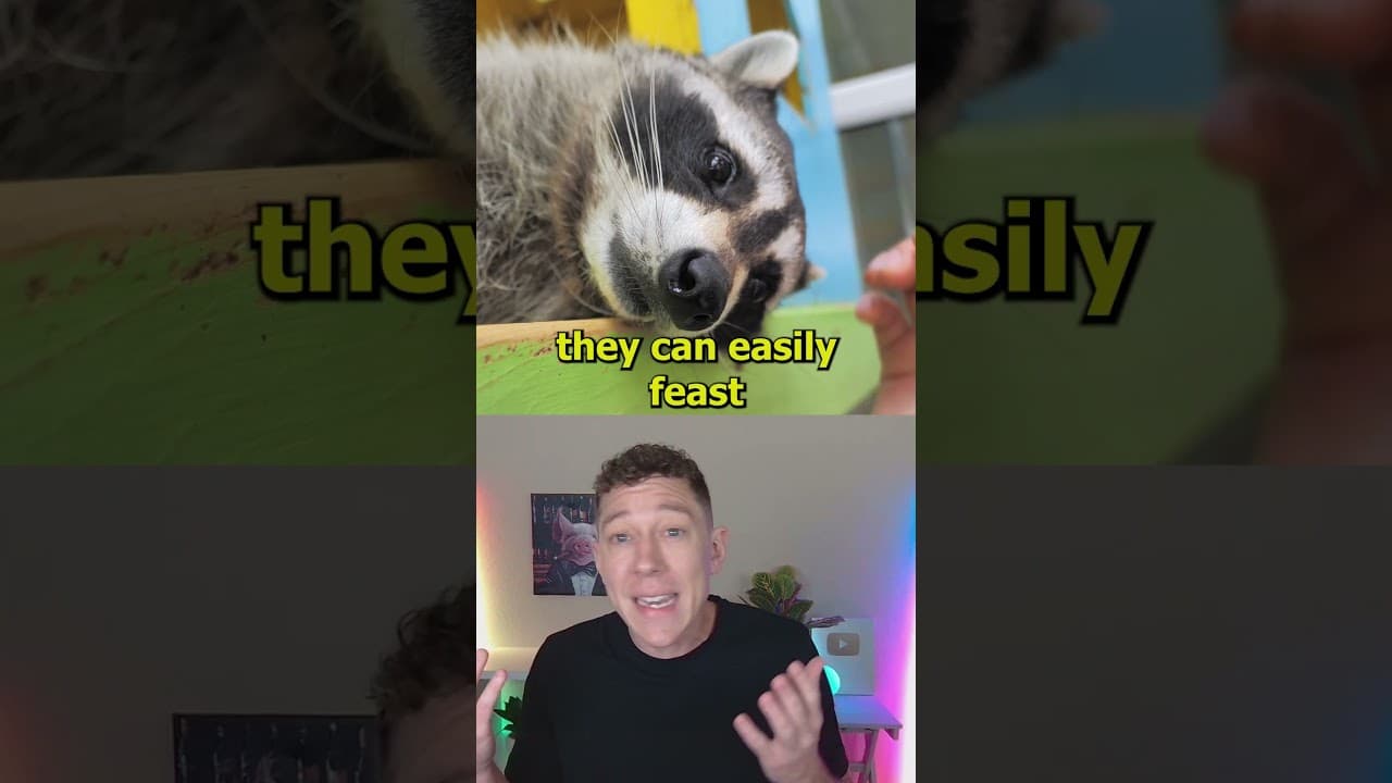 Raccoons Are Evolving Similarly To Dogs!