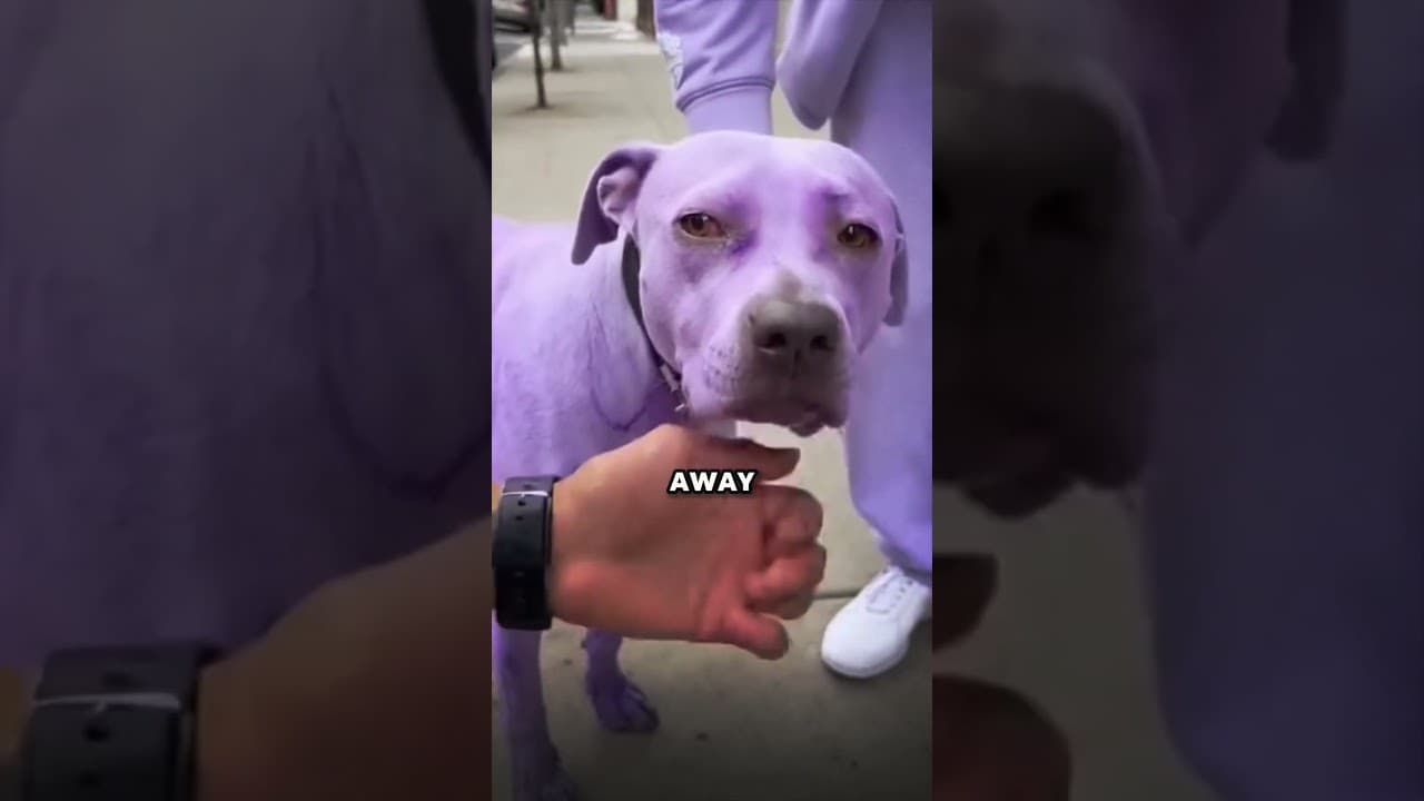 Man saves the purple dog