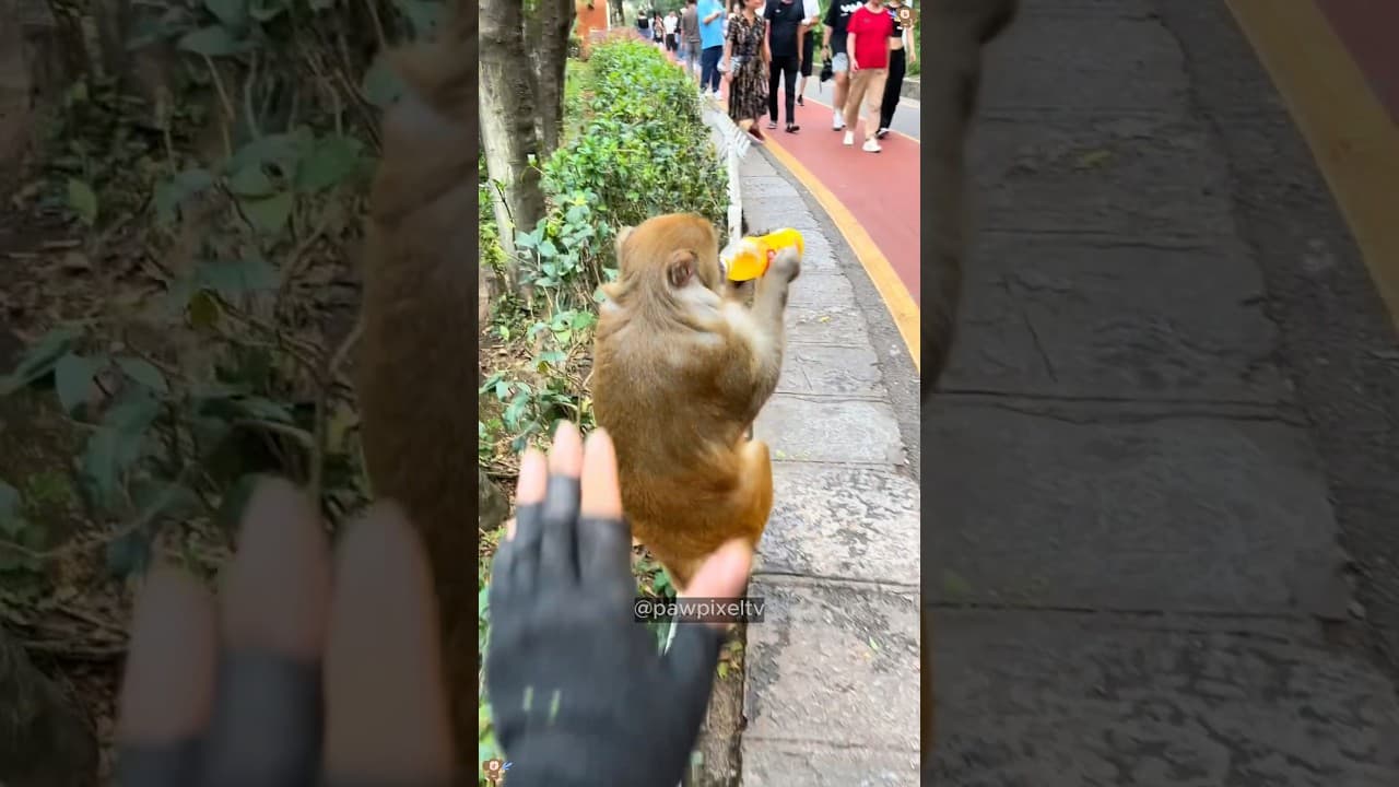 Hilarious Monkey Compilation 🐒 #funnyanimals #shorts