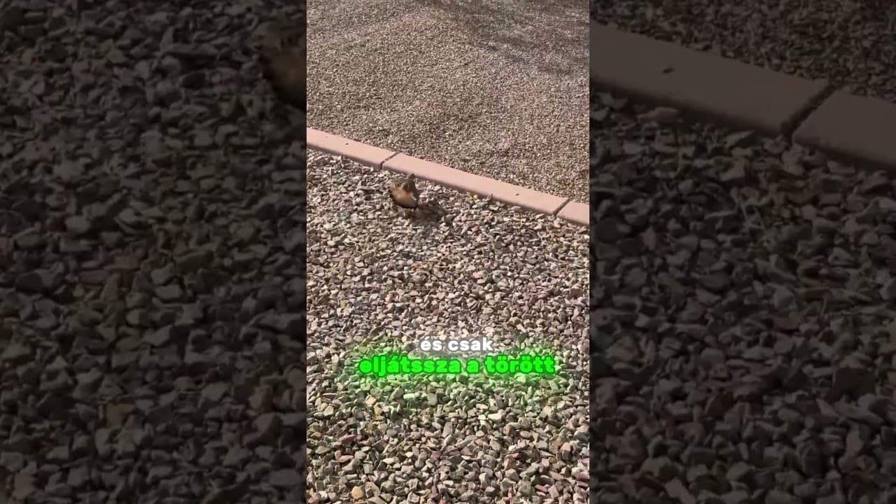Ezért NE segíts ennek a madárnak!